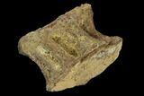 Fossil Fish (Ichthyodectes) Vertebra - Kansas #127865-1